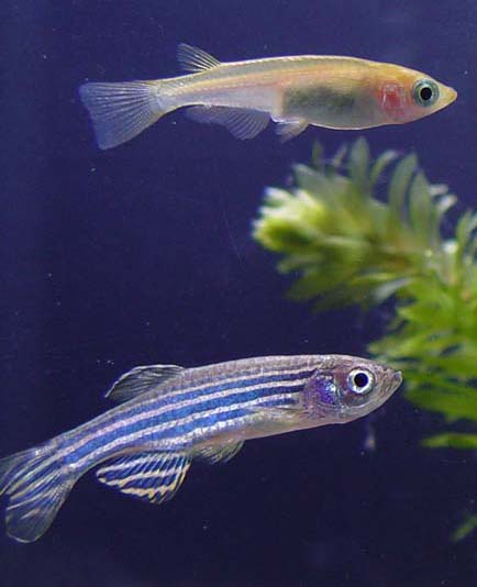 zeburafish & medaka